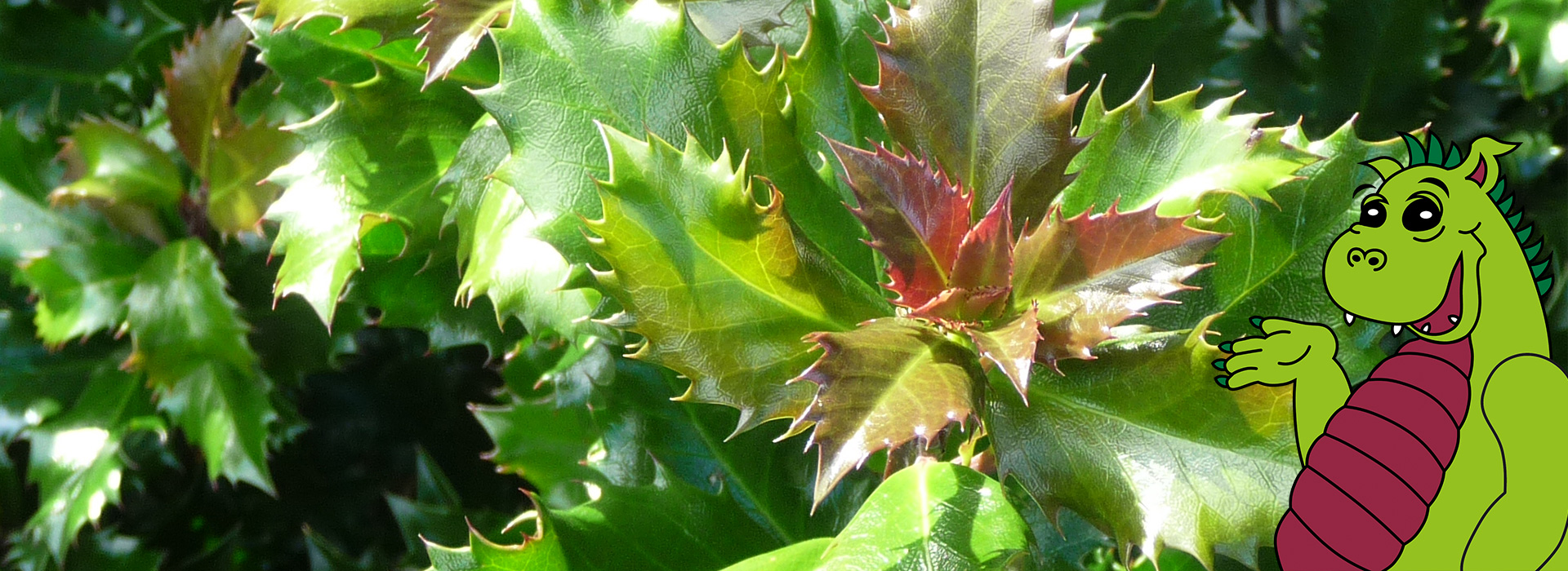 Ilex aquifolium Dragonskin